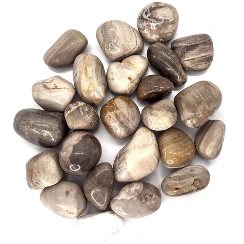 Legno Fossile burattato - Cina - 500gr